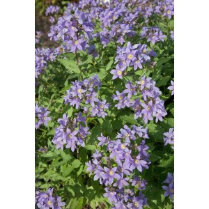 Blühende Pfirsichblättrige Glockenblume (Campanula Lactiflora) im 9x9 cm Topf mit blauvioletten Blüten.