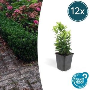 Set aus 12 Exotenherz Kriechspindel Pflanzen im 9cm Topf. Immergrüner Bodendecker Euonymus Japonicus 'Green Spire'.