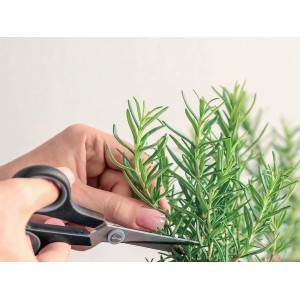 Rosmarin schneiden im Urban Hochbeet. Kräuterpflege im Garten.