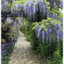Blühender Blauregen 'Domino' über einem Gartenweg. Kletterpflanze mit lila Blüten.