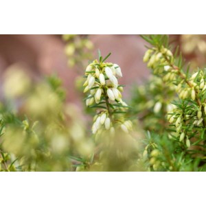 Nahaufnahme der weißen Blüten der Erica Carnea Steffi Winterheide, Bodendecker im 11x11 cm Topf.