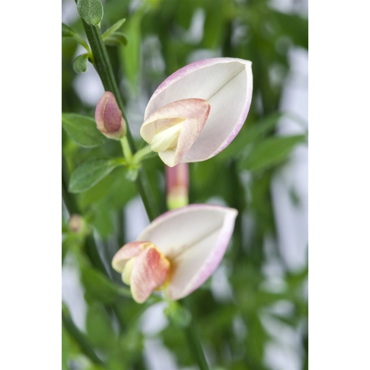 Cytisus Scoparius Besenginster Moyclare Pink 40-50 cm günstig online kaufen