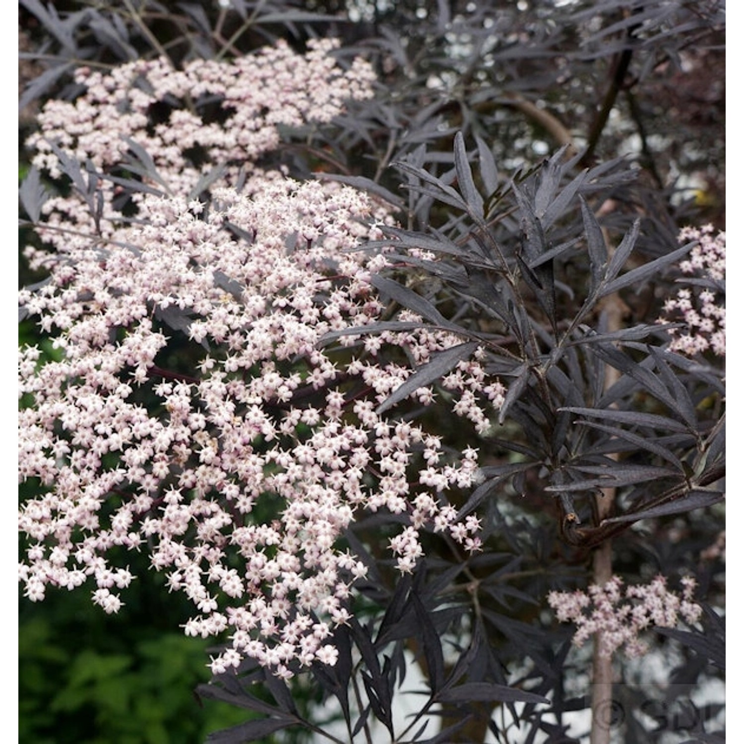 Hochstamm Schwarzer Holunder Black Lace 100-125cm - Sambucus nigra günstig online kaufen