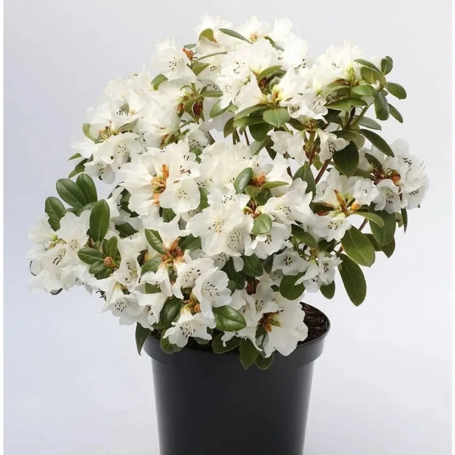 Duftende Rhododendron Snow Lady 30-40cm - Rhododendron,eucaspis