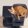 Orange Katze auf rauchgrauem Feandrea Kratzbaum mit 2 Plattformen, Kuschelhöhle und Spielbällen.
