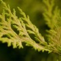 Nahaufnahme der goldgelben Nadeln der Cupressocyparis leylandii 'Gold Rider' Heckenpflanze.