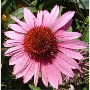 Nahaufnahme einer rosa-violetten Echinacea purpurea Doppeldecker Staude mit braunem Blütenkopf.