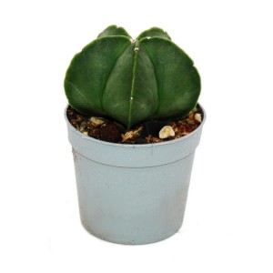 Exotenherz Kaktus Astrophytum Myriostigma Nudum (Nackte Bischofsmütze) im Topf.