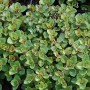 Wilder Majoran Nanum - Origanum vulgare