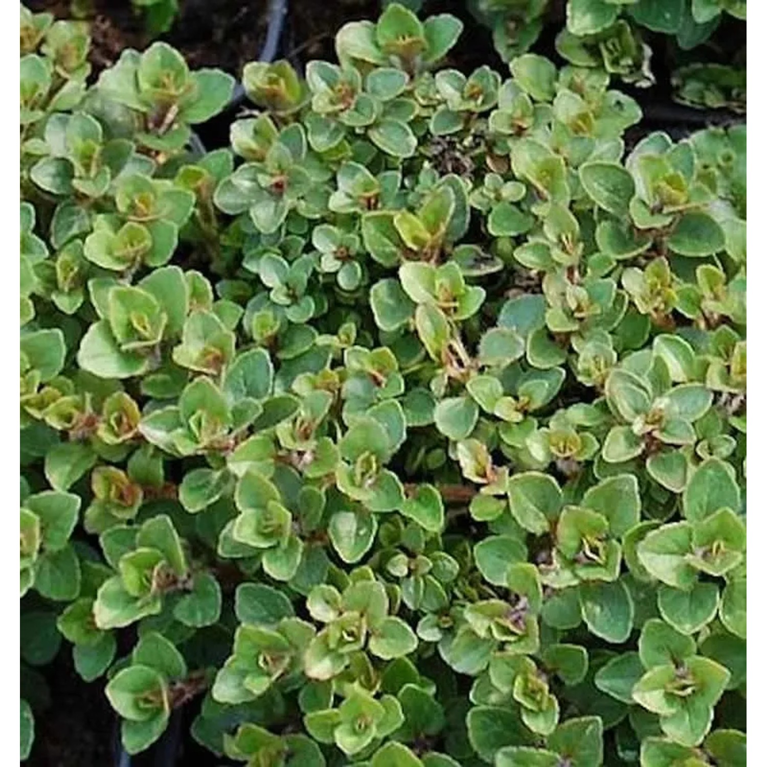 Wilder Majoran Nanum - Origanum vulgare