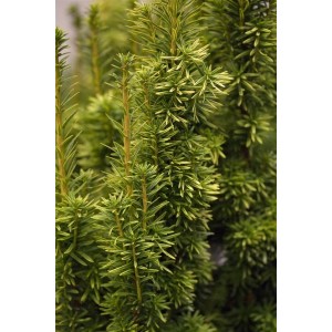 Detailaufnahme der goldgelben Säuleneibe Taxus baccata 'Fastigiata Aurea', einer immergrünen Heckenpflanze.