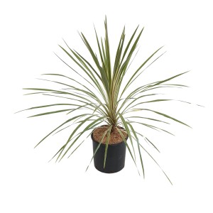 Keulenlilie 'Torbay Dazzler' im Topf, eine dekorative Kübelpflanze mit gestreiften Blättern.
