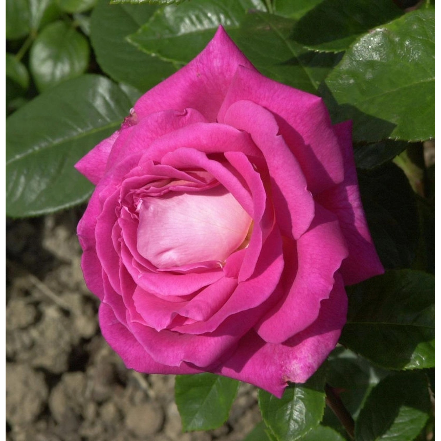 Romantikrose Eden Rose 30-60cm günstig online kaufen