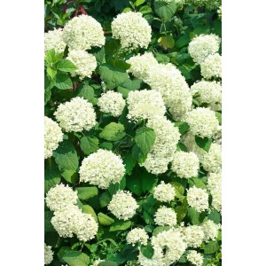 Schneeballhortensie 'Lime Rickey' mit limettengrünen Blütenbällen und grünen Blättern.