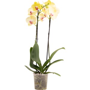 Gelbe Schmetterlingsorchidee Miraflora im Topf, ca. 60-70 cm hoch. Zimmerpflanze mit zwei Blütenrispen.