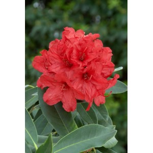 Leuchtend roter Rhododendron Vulcan mit grünen Blättern, Nahaufnahme.