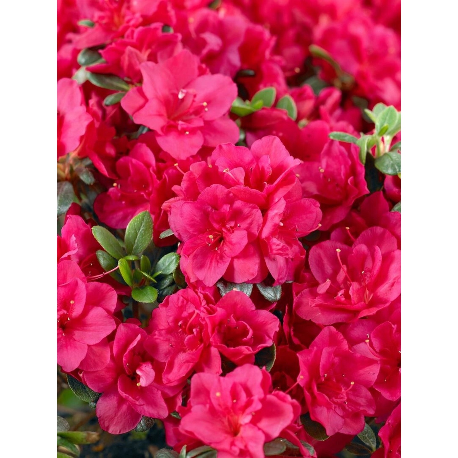 Rhododendron Obtusum Stopplicht Azalee Leuchtend Rot 20–25 cm günstig online kaufen