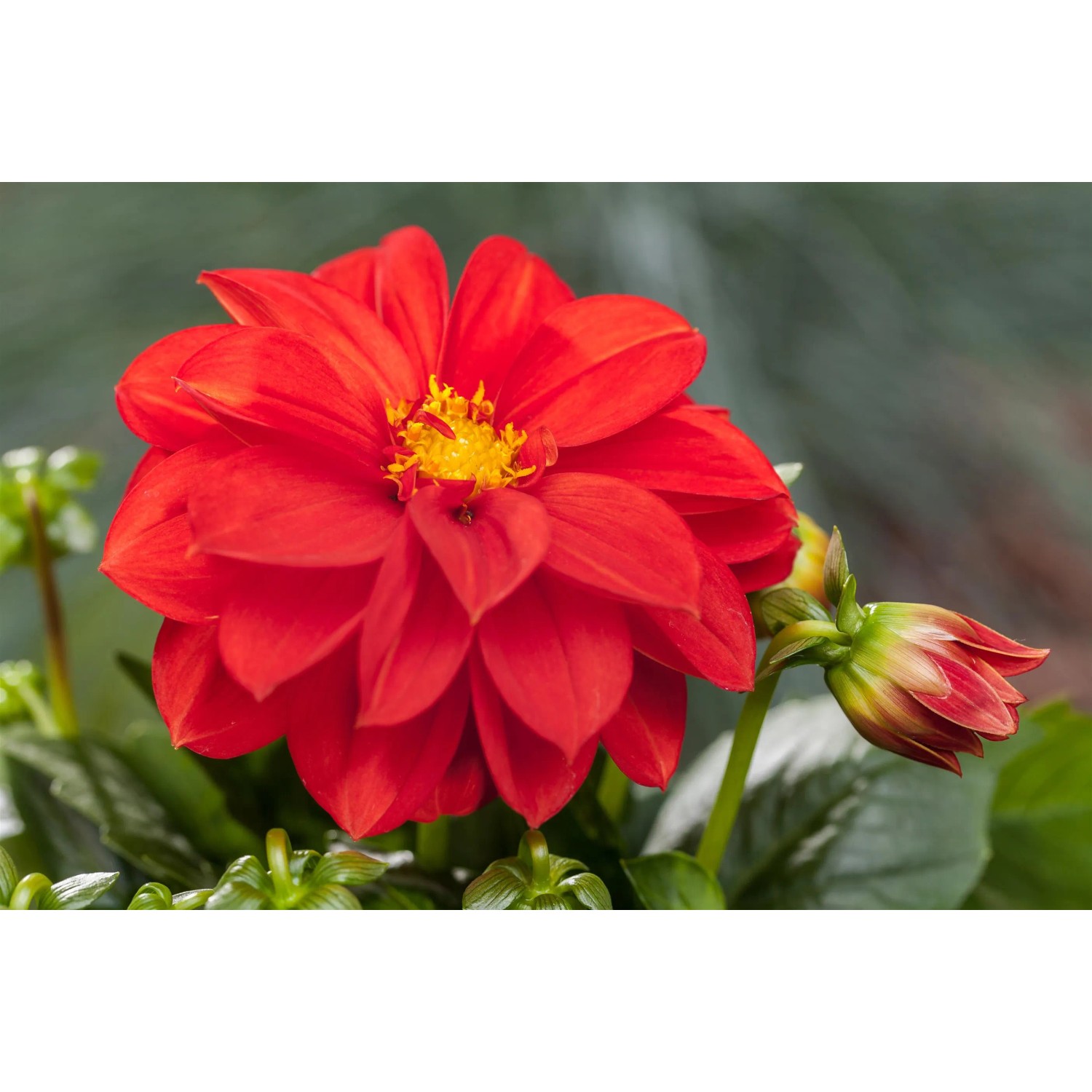 Rote Dahlie "Dahlietta Anna" im Topf, ca. 25-30 cm hoch. Sommerblüher für Balkon und Garten.