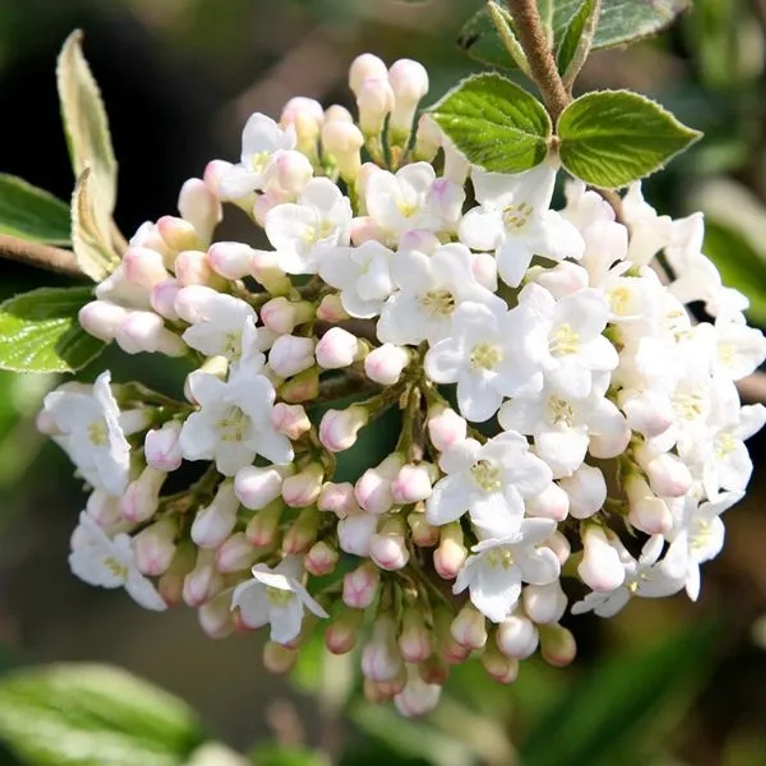 Osterschneeball Viburnum burkwoodii 40 bis 60 cm im Container Herbstfärbung