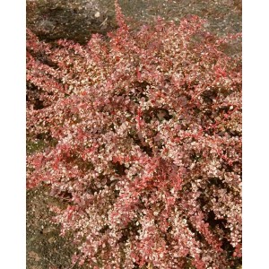 Buschige Berberitze 'Natasza' mit rot-weiß panaschierten Blättern, ideal als Heckenpflanze.