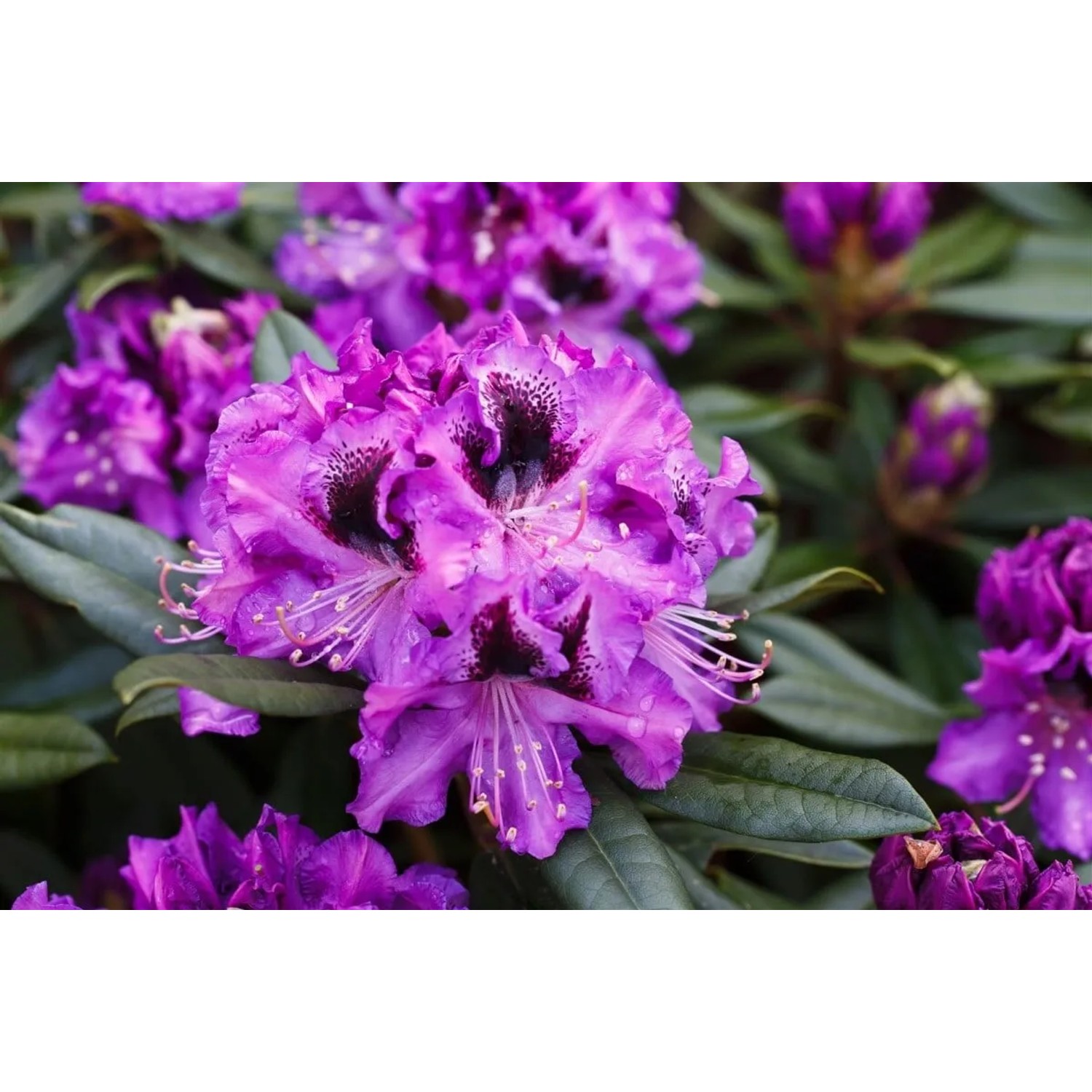 Nahaufnahme eines blühenden Rhododendron Hybr. Blaue Jungs mit lila Blüten und dunklen Akzenten.