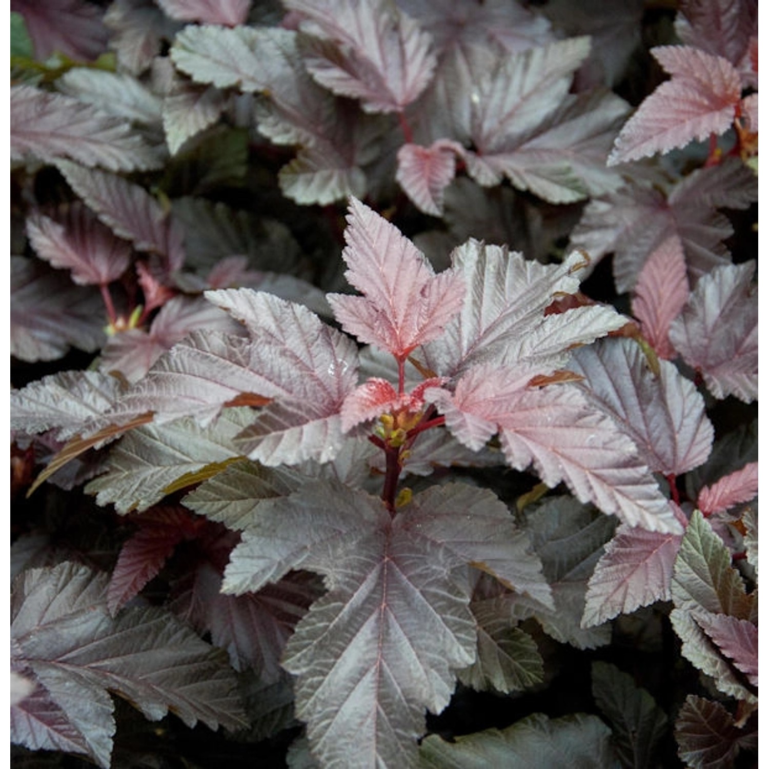 Hochstamm Blasenspiere Lady in Red 80-100cm - Physocarpus opulifolius günstig online kaufen