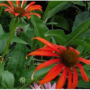 Sonnenhut 'Tomato Soup': Echinacea purpurea mit leuchtend roten Blüten im Garten.