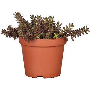 Fetthenne (Sedum) im Topf, ca. 19 cm Ø, mit rötlich-grünen Blättern. Ideal für Beet und Kübel.