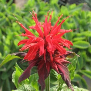 6 x Indianernessel 'Cambridge Scarlet' Monarda Topf 9cm Rote Blüten