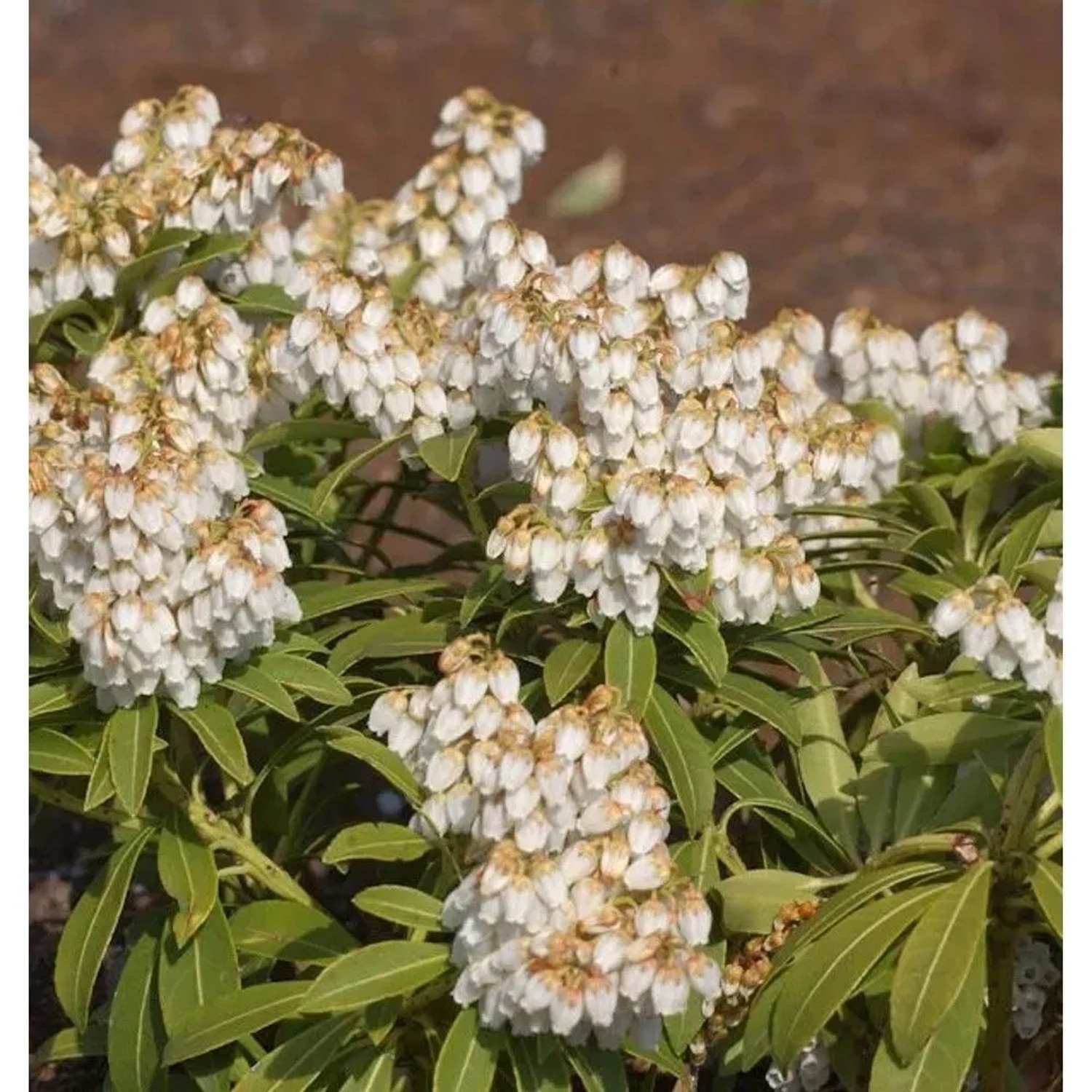 Schattenglöckchen Lavendelheide Cupido 15-20cm - Pieris japonica