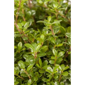 Detailaufnahme der Ilex crenata 'Glorie Gem' Heckenpflanze mit dichten, grünen Blättern.