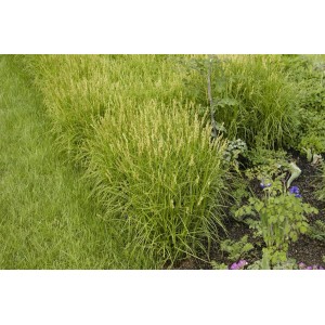 Grüne Palmwedel-Segge (Carex muskingumensis) im Gartenbeet.