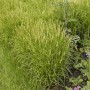 Grüne Palmwedel-Segge Carex Muskingumensis mit buschigem Wuchs und gelbgrünen Blütenähren im Garten. Ideal für Beete.
