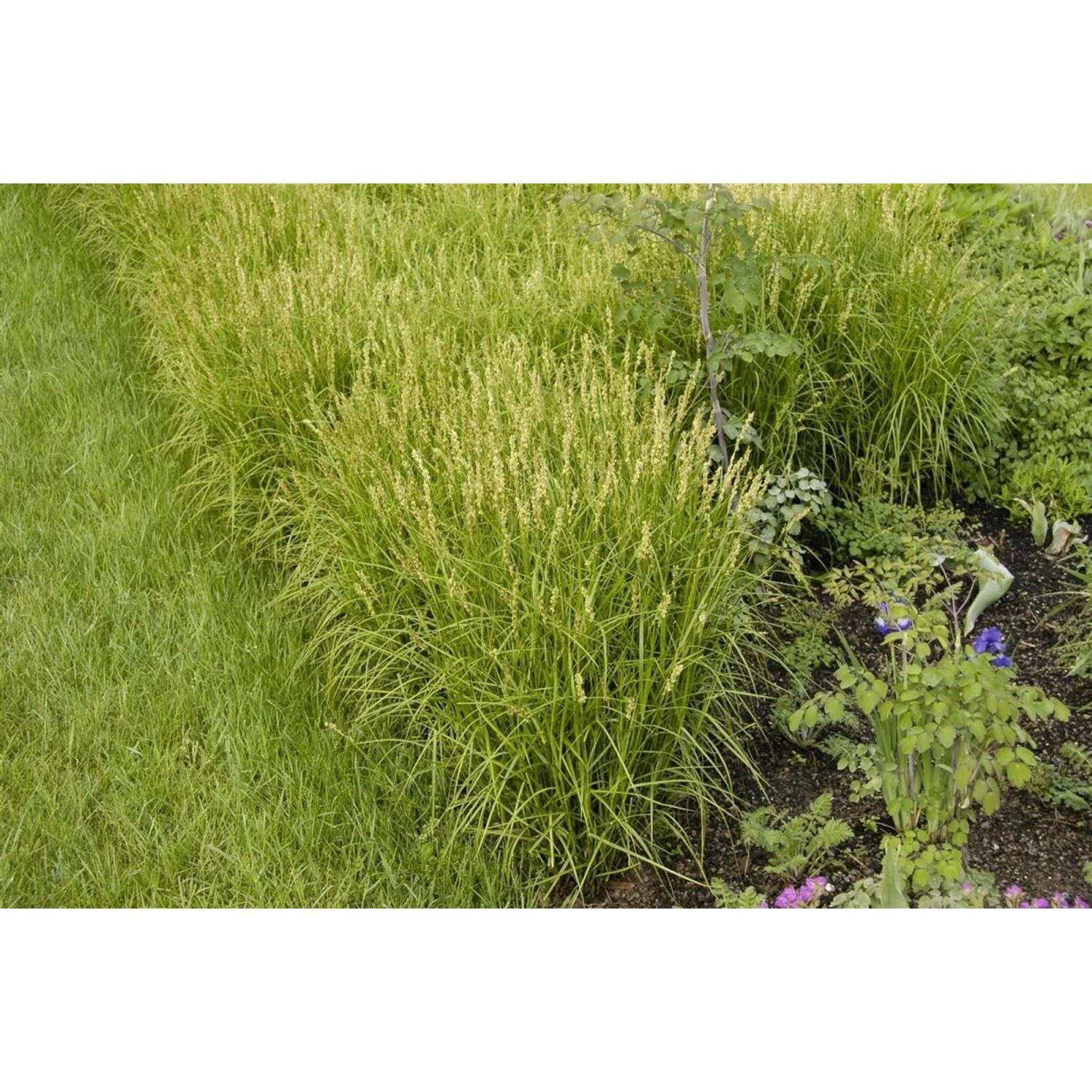 Carex Muskingumensis Palmwedel-Segge Ca. 9x9 cm Topf günstig online kaufen