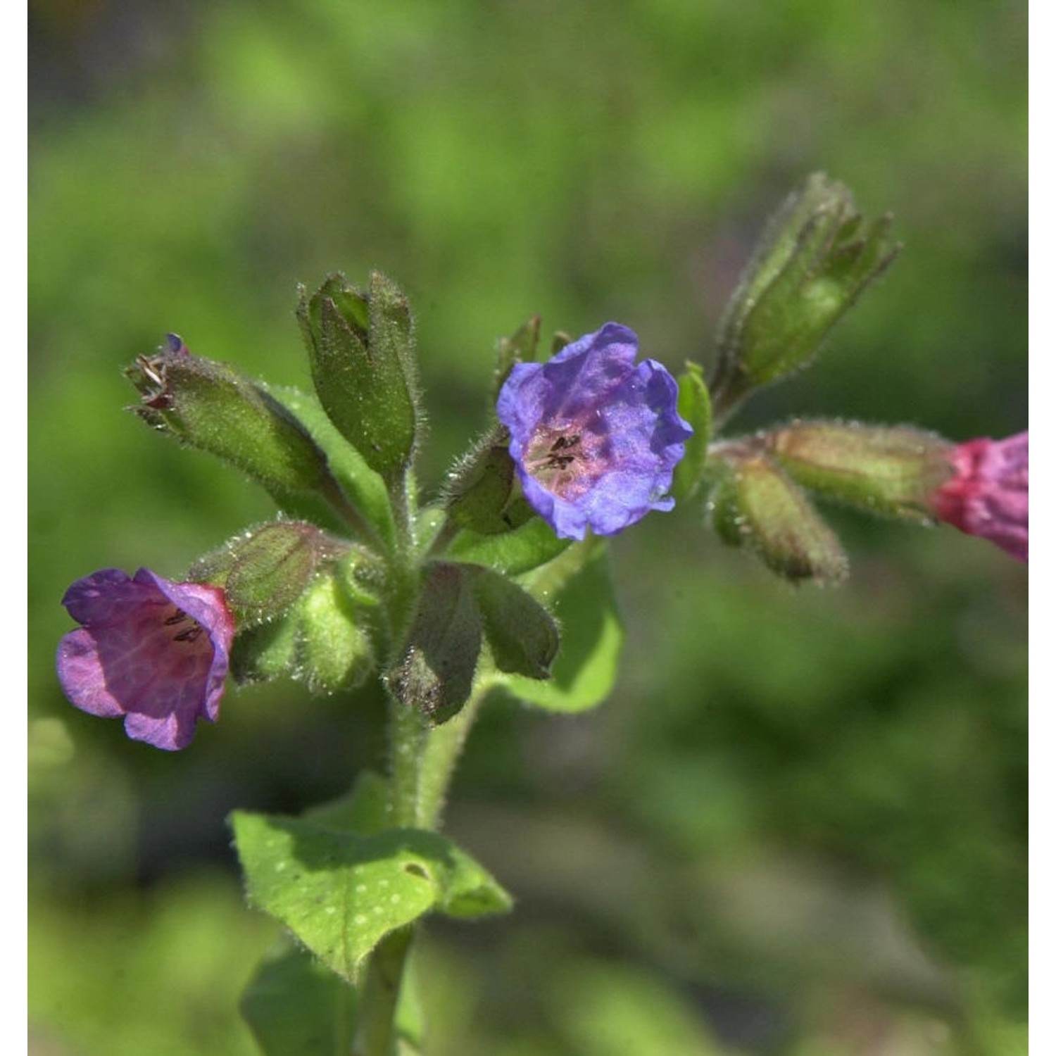 Lungenkraut Reginald Kay - Pulmonaria saccharata günstig online kaufen