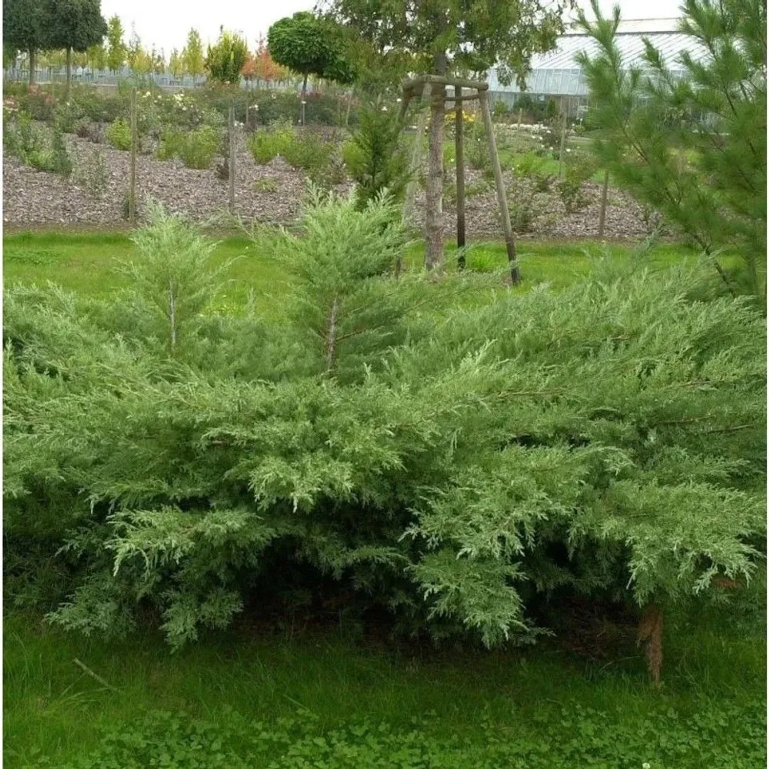 Grauer Pfitzerwacholder Hetzii 20-30cm - Juniperus media