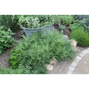 Bio-Rucola (Diplotaxis) im Topf, ca. 12 cm Ø, im Gartenbeet mit anderen Kräutern.