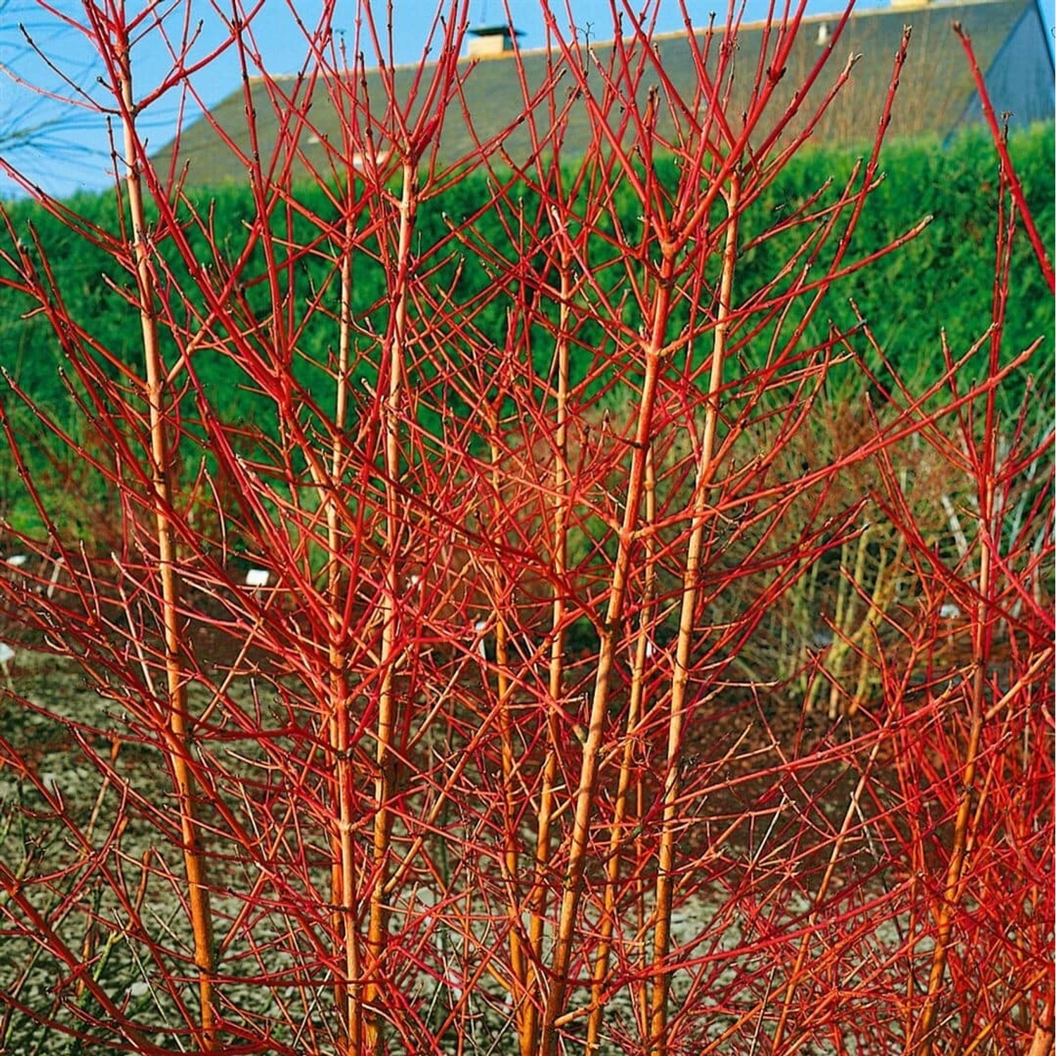 Cornus Sanguinea Annys Winter Orange Hartriegel Orange Zweige 40–60 cm günstig online kaufen