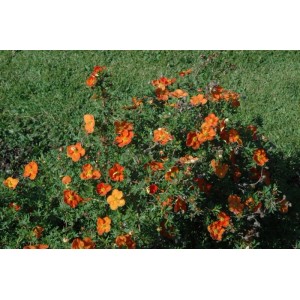 Buschiger Fingerstrauch Red Ace mit leuchtend roten Blüten im Garten.
