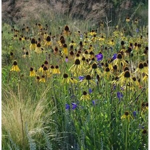 Feld mit gelben Sonnenhüten (Echinacea paradoxa) und blauen Glockenblumen. Stauden im Garten.