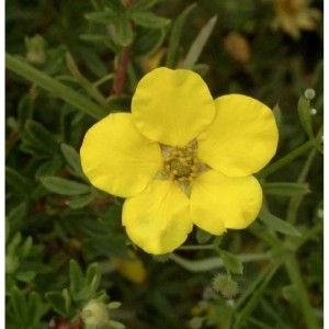 Gelbe Blüte des Kleinen Spierstrauchs 'Klondike' (Potentilla fruticosa), Nahaufnahme.