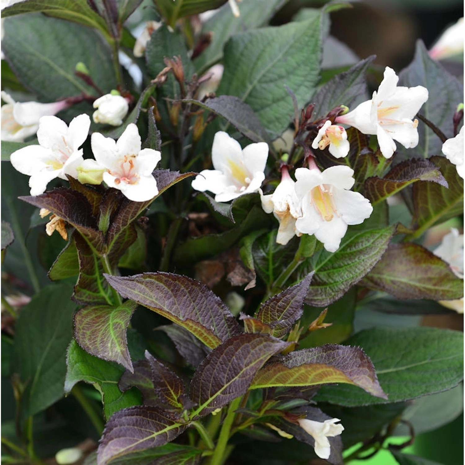 Weigelie Ebony und Ivory 60-80cm - Weigela florida günstig online kaufen