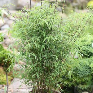 Schirmbambus Fargesia murielae, buschige Gartenpflanze mit grünen Blättern.