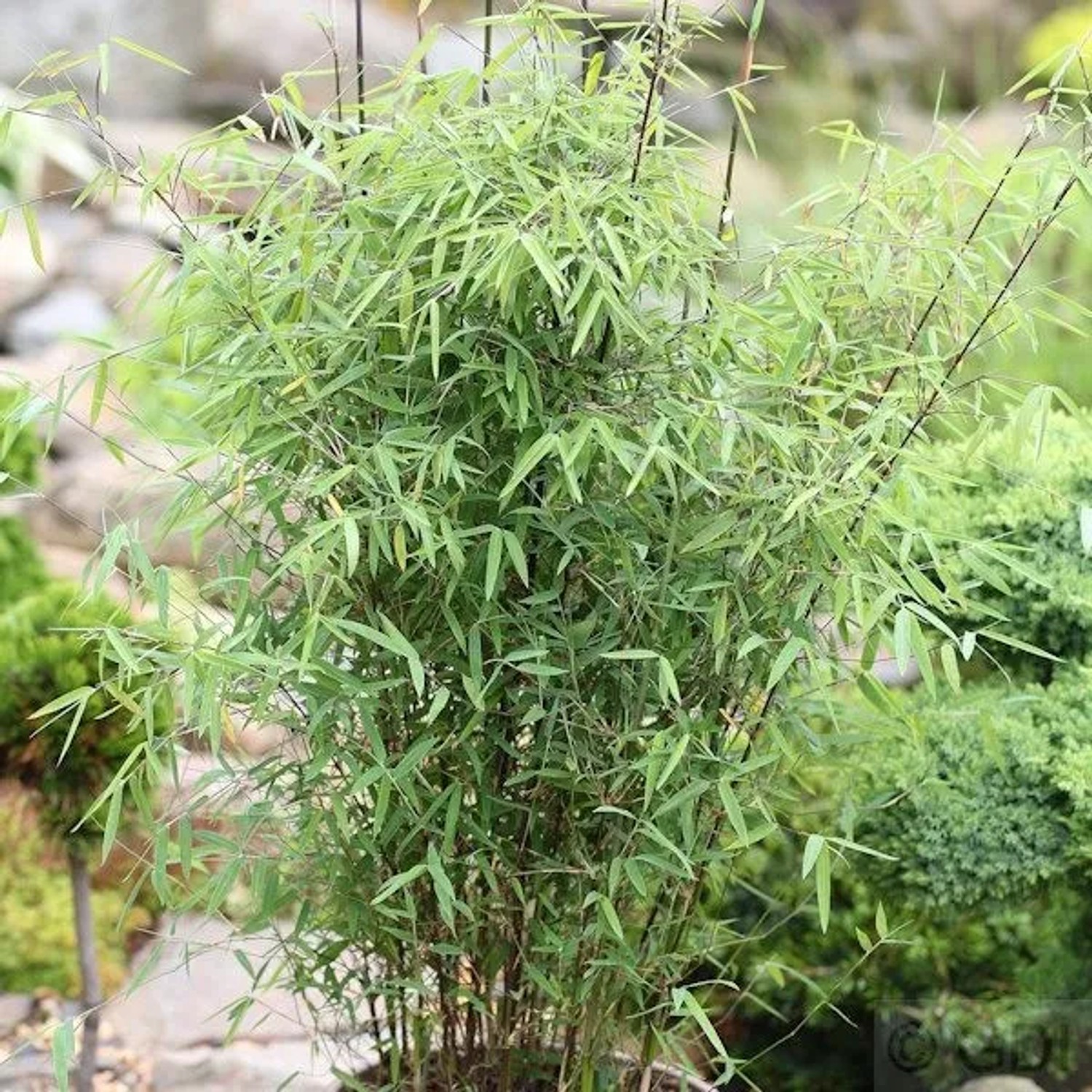 Schirmbambus 125-150cm - Fargesia murielae