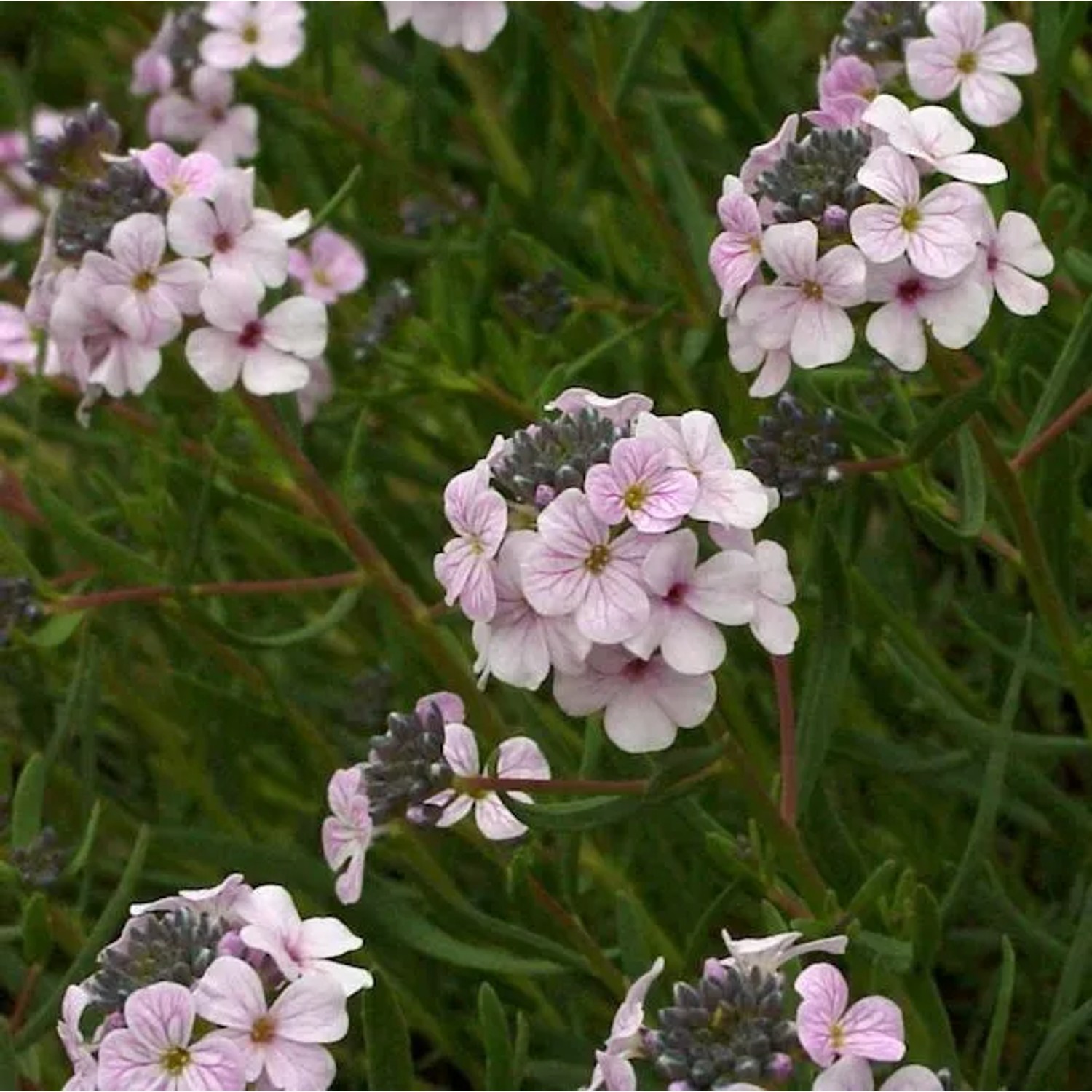 Großblumige Steintäschel - Aethionema grandiflorum