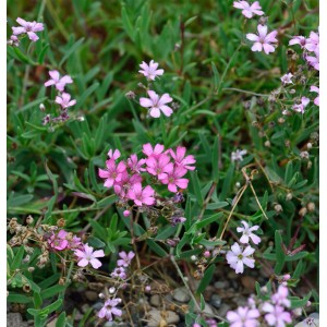 Teppich Schleierkraut Pink Star: Bodendecker Staude mit zarten, rosa Blüten.