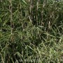 Gartenbambus Great Wall, Fargesia nitida, mit grünen Blättern und dunklen Halmen.
