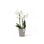 Ecopots Pflanztopf Morinda braungrau mit weißer Orchidee, 11x12,4 cm.