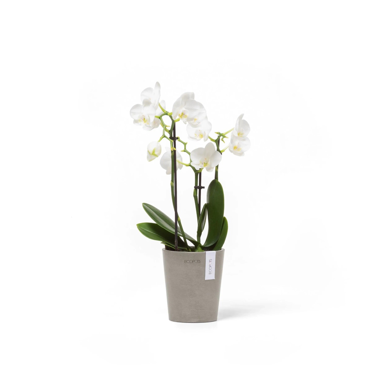 Ecopots Pflanztopf Morinda braungrau mit weißer Orchidee, 11x12,4 cm.