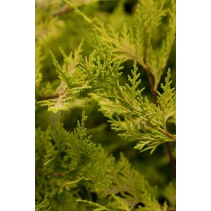 Goldgelbe Cupressocyparis leylandii 'Castlewellan Gold' Heckenpflanze, Detailaufnahme der Nadeln.